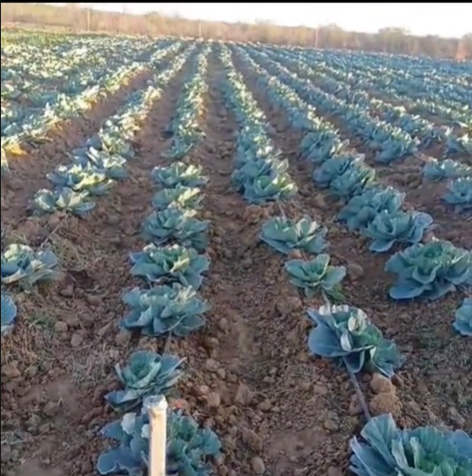 Cabbage harvest